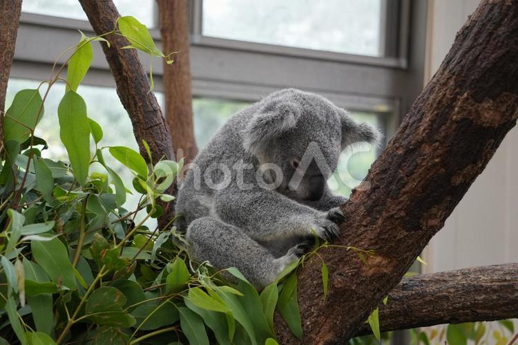 ユーカリの木の上のコアラ コアラ,オーストラリア,平川動物園の写真素材