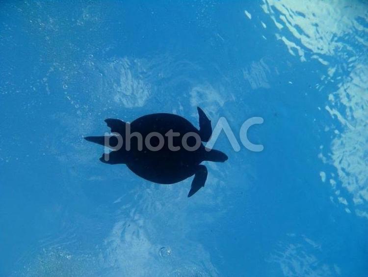 ウミガメのシルエット ウミガメ,海,水中の写真素材