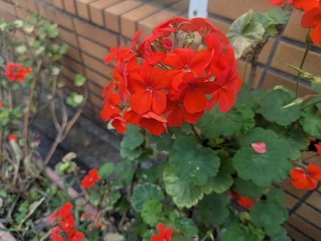 ゼラニウム ゼラニウム,天竺葵,春の写真素材