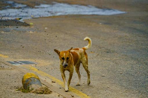 道路を歩く野良犬 道路を歩く野良犬 野良犬,犬,茶色の写真素材