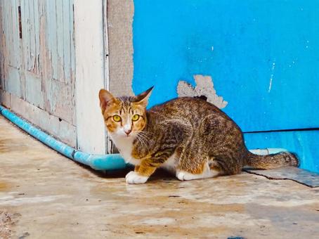 すみっこで座る子猫 すみっこで座る子猫 猫,ネコ,ねこの写真素材