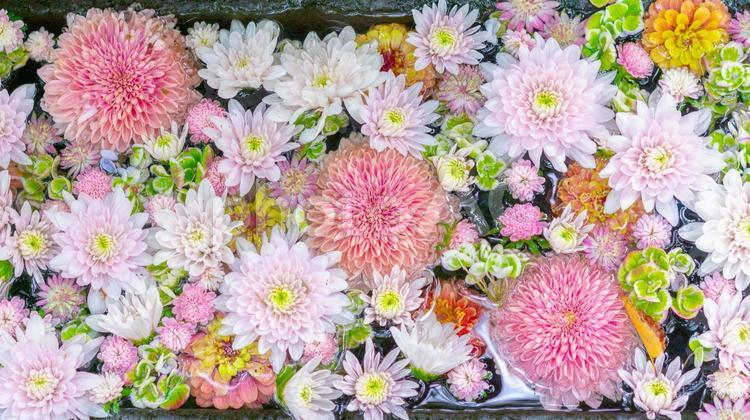 水面に浮かぶ美しい花手水 花,菊,花手水の写真素材