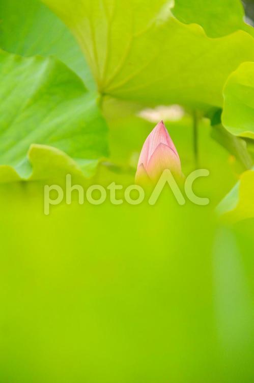 大船フラワーセンターのハスの蕾 蓮,蓮の花,ハスの花の写真素材