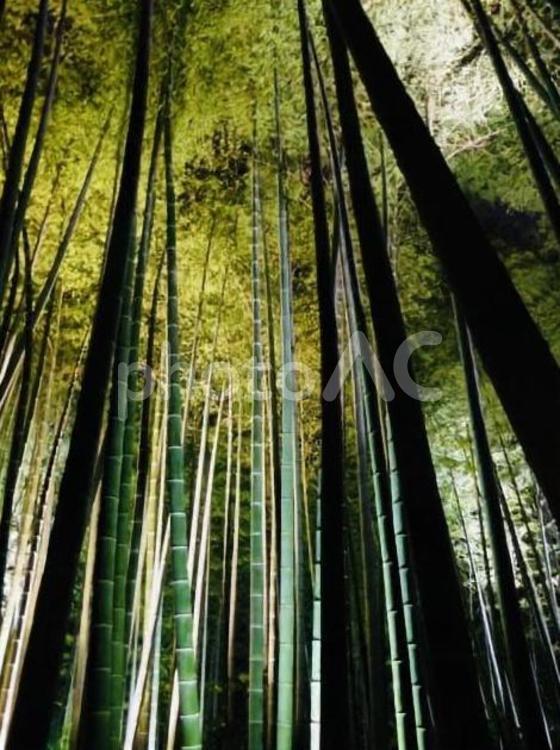 竹やぶを見上げて 竹,ライトアップ,夜の写真素材