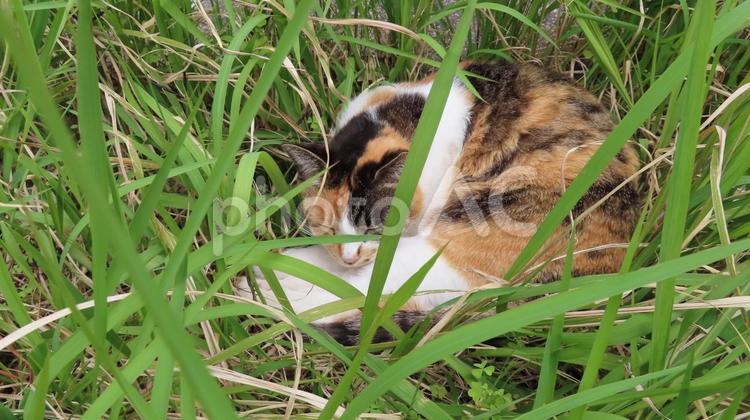 草むらで涼むミケの可愛い眠り猫 三毛猫,猫,昼寝の写真素材