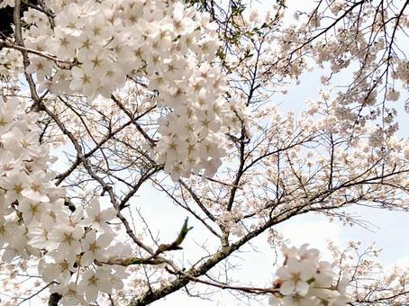 門出の春 02 門出の春 02 桜,さくら,染井吉野の写真素材