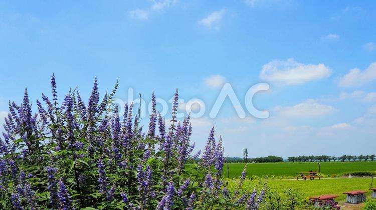 夏のふるさと広場・夏の花＆水田（佐倉市） 夏,佐倉ふるさと広場,佐倉市の写真素材