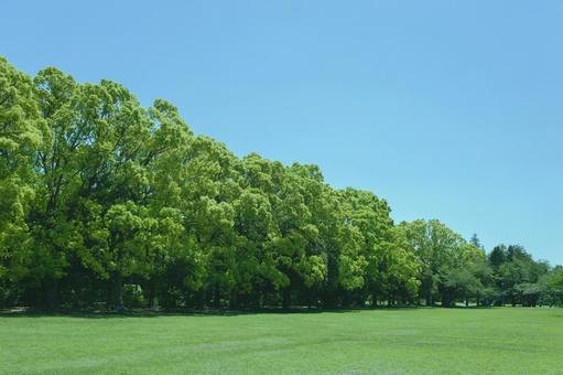 緑の公園 木,公園,森の写真素材