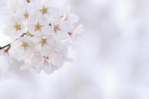 桜 桜,花見,花の写真素材