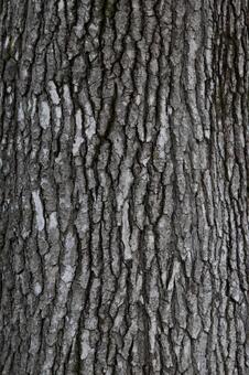 木のアップ 木,テクスチャ,拡大の写真素材