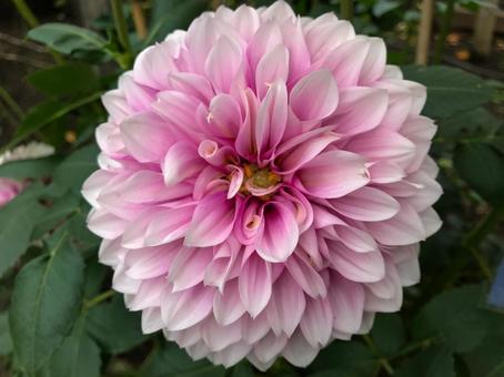 ダリア ダリア ダリア,花,ガーデニングの写真素材
