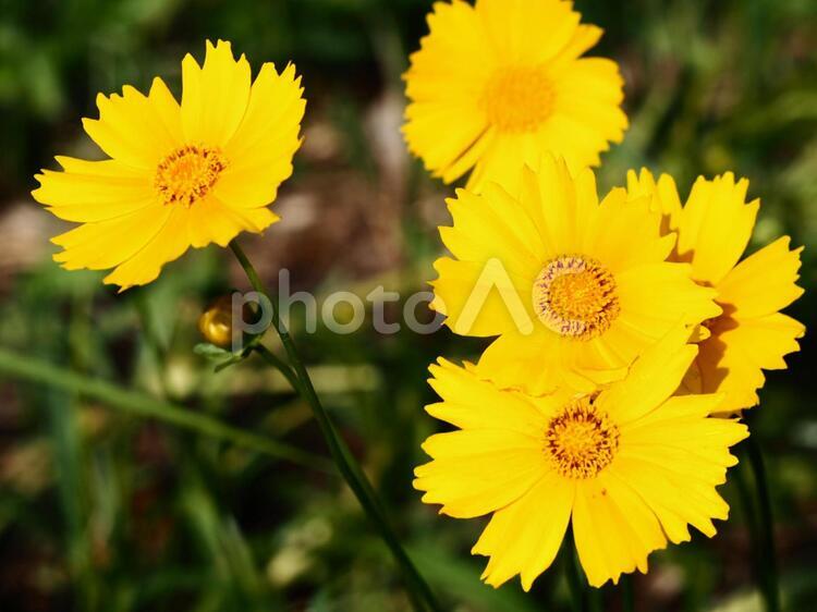 キンケイギクの仲間らしき花 キンケイギク,オオキンケイギク,金鶏菊の写真素材