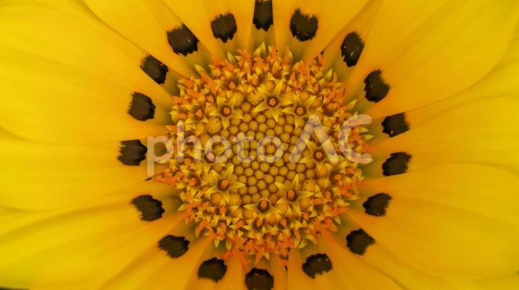 宿根ガザニアの花クローズアップ 宿根ガザニア,花,映えの写真素材