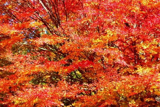 秋の紅葉 紅葉,秋,もみじの写真素材