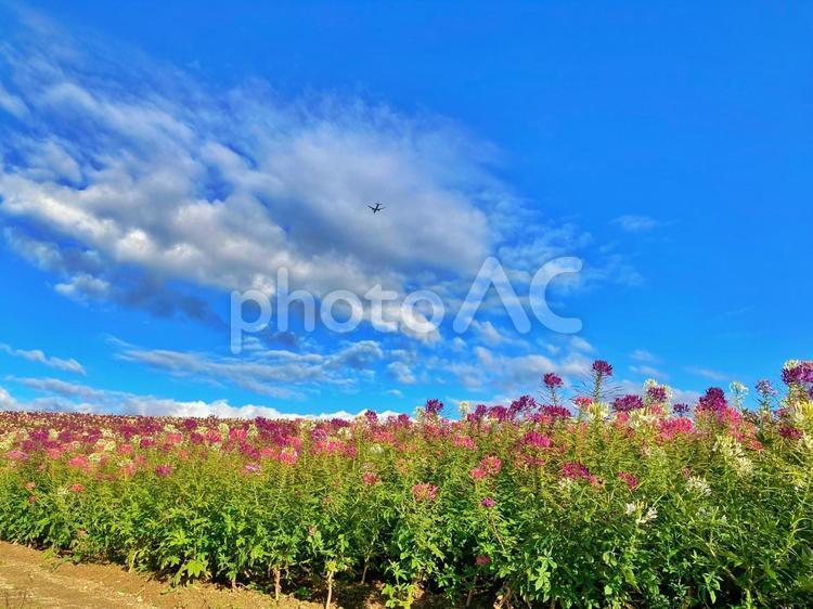 四季彩の丘の花畑と青空を飛ぶ飛行機 花,花畑,青空の写真素材