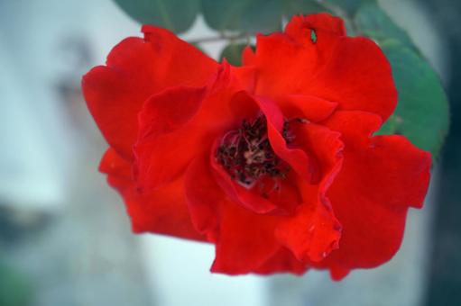 薔薇 薔薇の写真