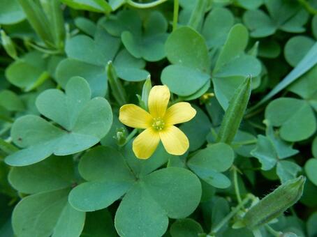 【花の写真】カタバミ カタバミ,片喰み,黄色の写真素材