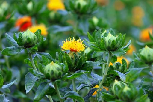 Photo, safflower hata, safflower, red, 
