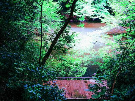 静寂な森の池と木漏れ日 静寂な森の池と木漏れ日の写真
