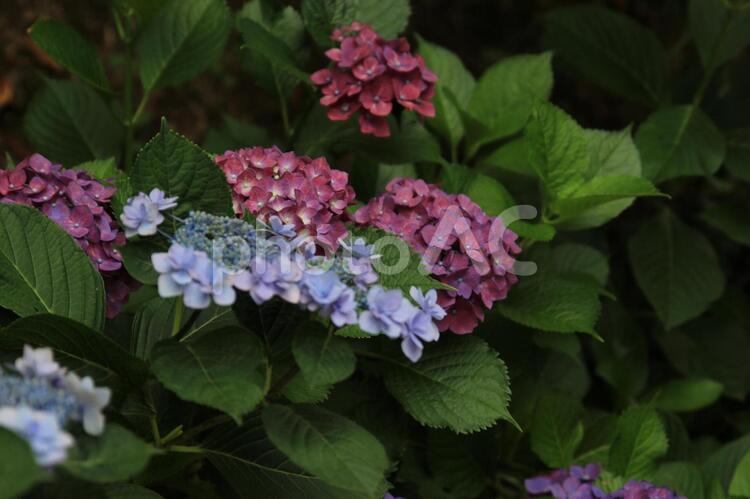 梅雨の似合う花 花,アジサイ,白の写真素材