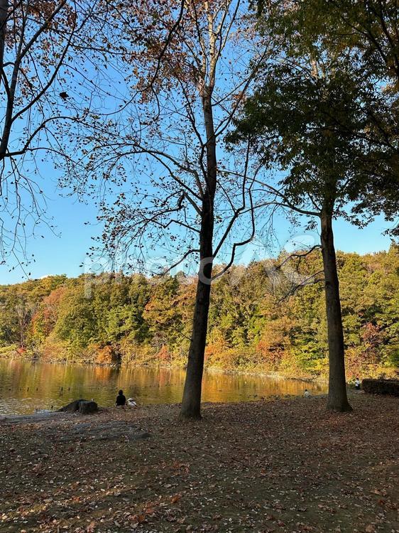 紅葉を見に公園へ散歩しにいった秋 秋,紅葉,風景の写真素材
