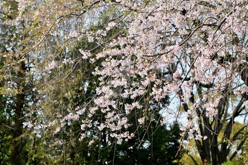 枝垂れ桜 枝垂れ桜の写真