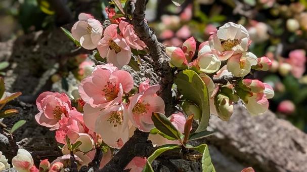 ぼけ ボケ,木瓜,花の写真素材