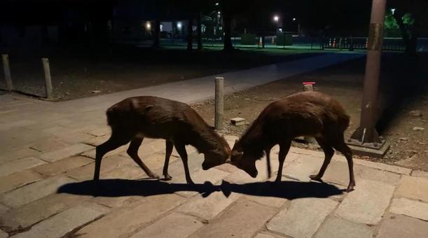 角突き合わせる鹿 角突き合わせる鹿の写真