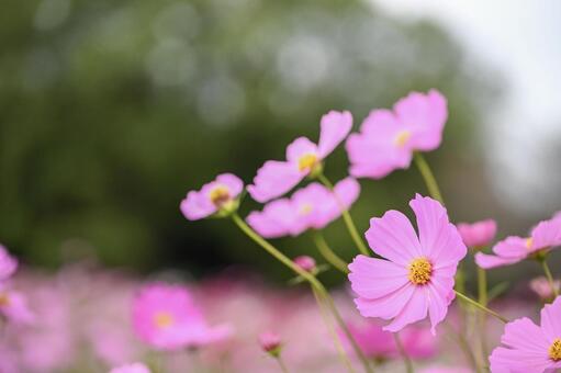 コスモス コスモス,花,秋の写真素材