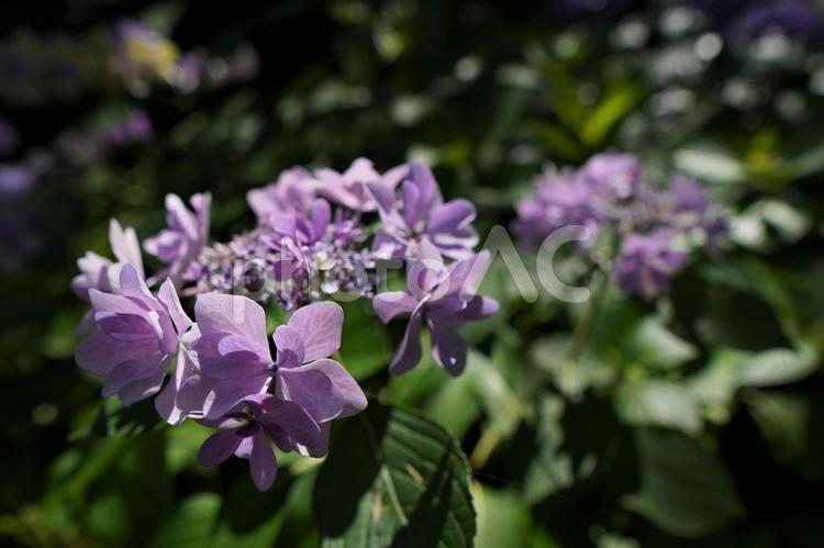 アジサイの優美な色合い アジサイ,紫陽花,あじさいの写真素材