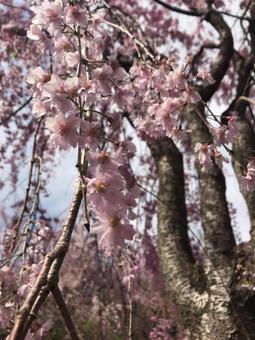 枝垂れ桜の写真