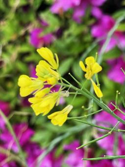 黄色い花 黄色い花,黄色,花の写真素材