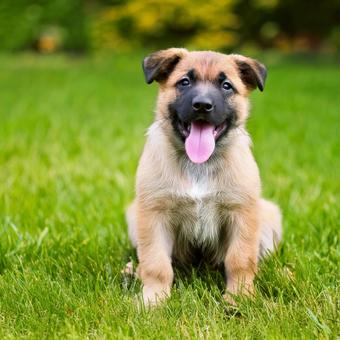 笑っている子犬 笑っている子犬の写真