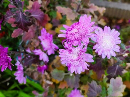ピンクの花 ピンクの花の写真
