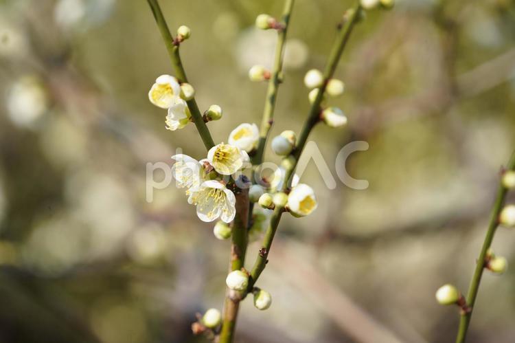 名古屋城の梅 梅,梅の花,花の写真素材