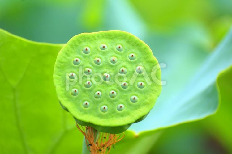 蓮の種　トライポフォビア　集合体恐怖症 蓮の種,蓮,植物の写真素材