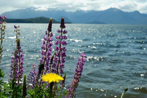 花と湖 花と湖の写真