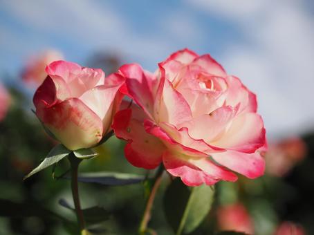 バラ園にて素敵な薔薇を撮影しました バラ園にて素敵な薔薇を撮影しました 花,薔薇,自然の写真素材