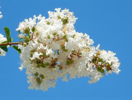 【花の写真】百日紅の花 【花の写真】百日紅の花 サルスベリ,百日紅,植物の写真素材