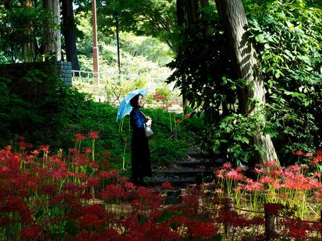 40:彼岸花を静かに眺める女性 40:彼岸花を静かに眺める女性 彼岸花,ミステリアス,悲しげの写真素材
