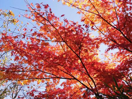 光ともみじ もみじ,紅葉,モミジの写真素材