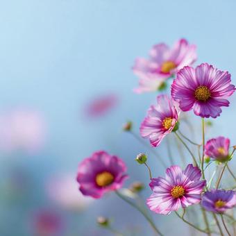 青空に咲くピンクのコスモス畑 青空に咲くピンクのコスモス畑の写真