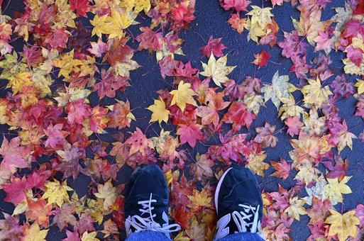 紅葉 もみじ,秋,背景の写真素材