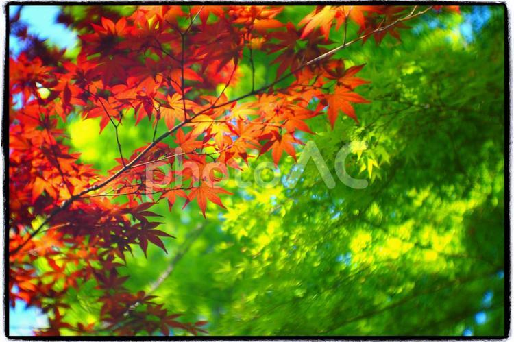 爽やかな紅葉の風景 秋,紅葉,紅葉狩りの写真素材