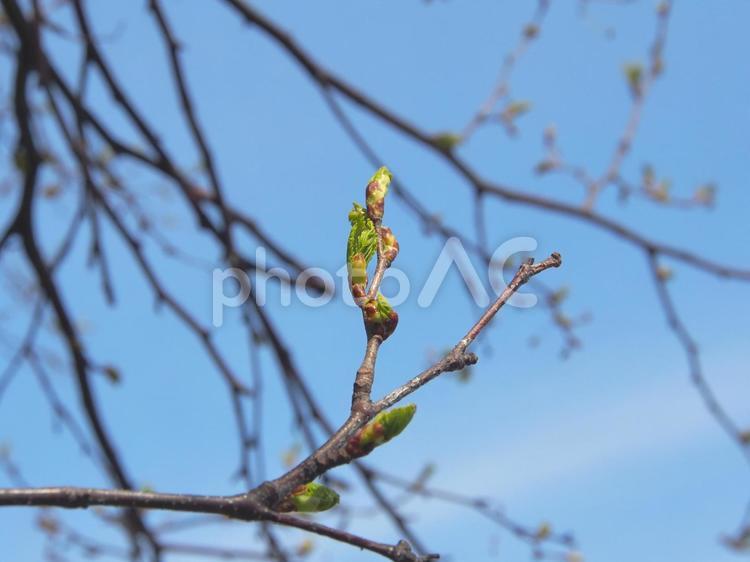 芽吹く桜の葉 桜,芽吹き,春の写真素材
