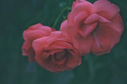 薔薇 ピンク 薔薇 ピンクの写真