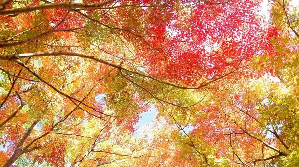 紅葉-1340 紅葉,モミジ,赤の写真素材