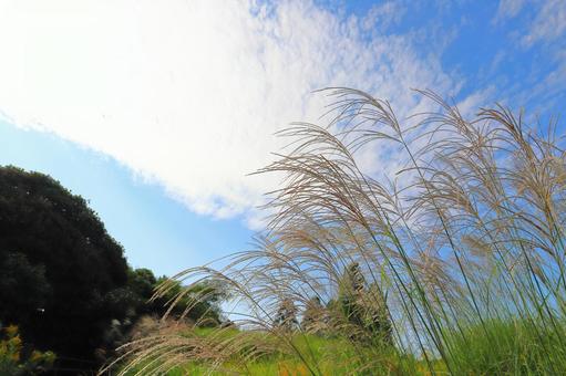 すすき　青空　白い雲　太陽　樹木 ススキ,空,青空の写真素材
