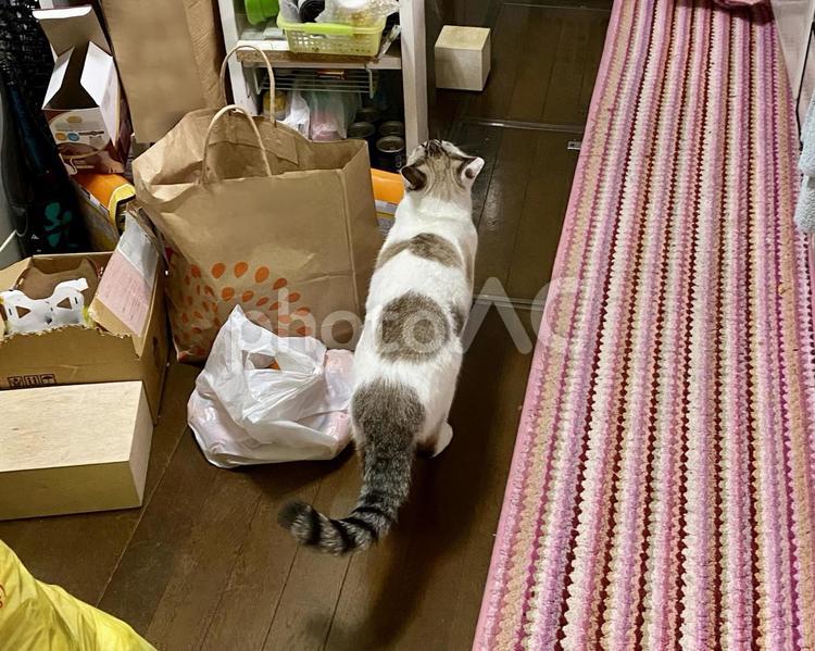 キッチンをうろつくシャムトラ猫様の後ろ姿 猫,シャムトラ,歩くの写真素材
