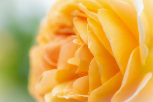 「友情」が花言葉、黄色の薔薇 「友情」が花言葉、黄色の薔薇の写真